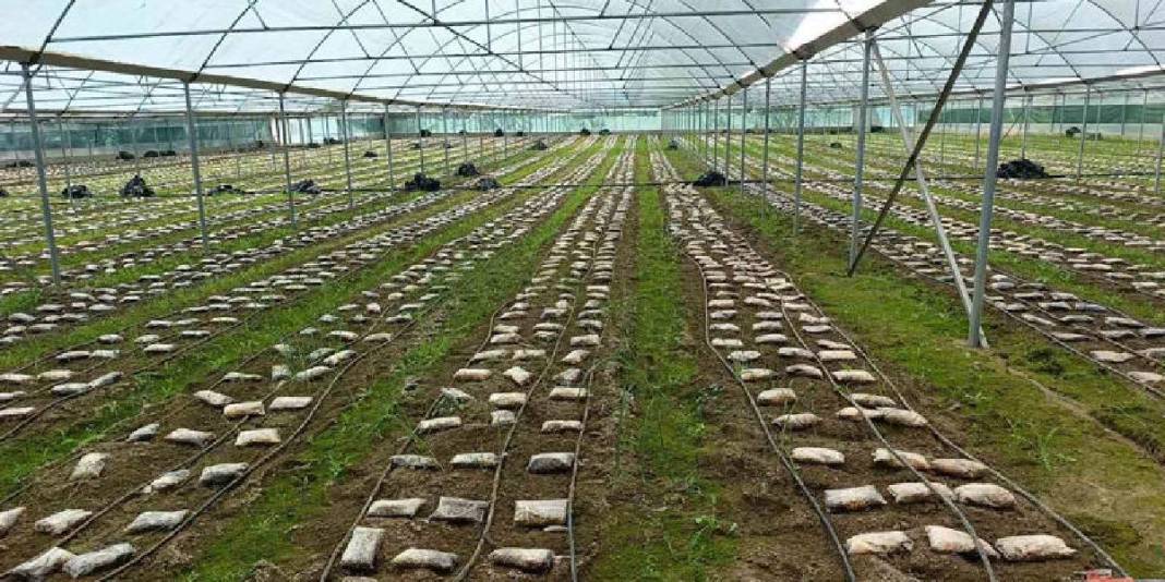 Talebi fazla ürünü seraya taşıdı: Deneme üretiminde 900 kg ürün aldı 2